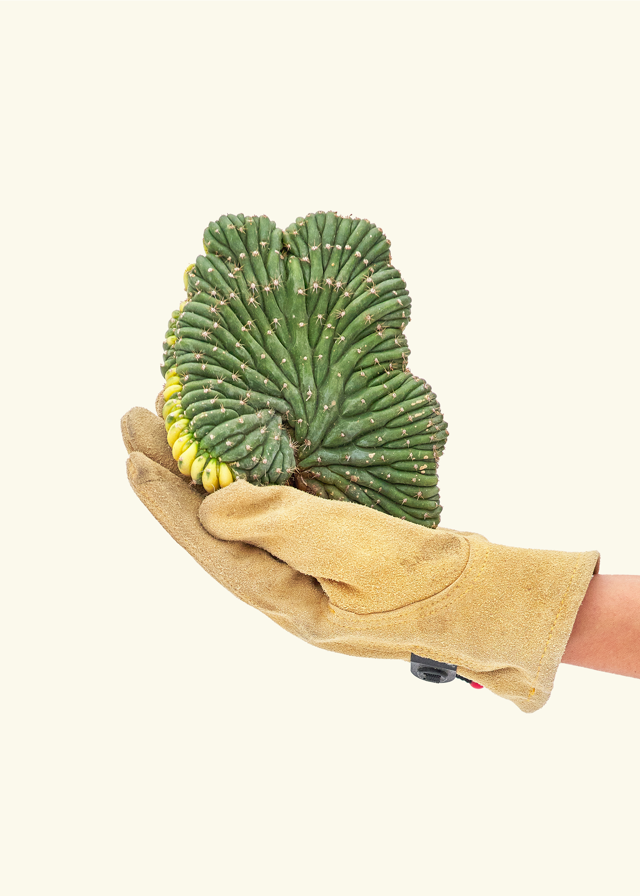 Variegated Crested Trichocereus