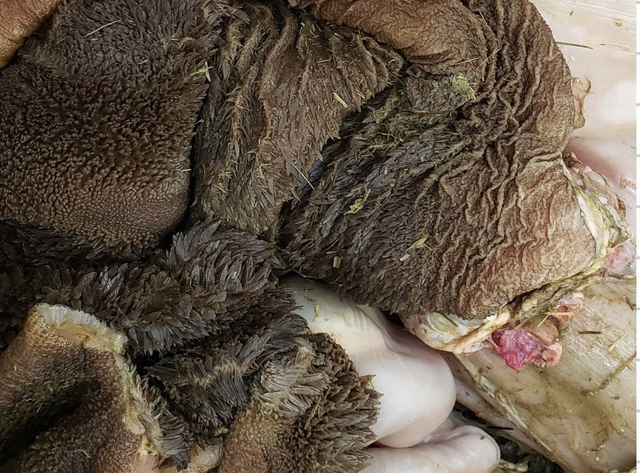 Bison Tripe-10lb Case