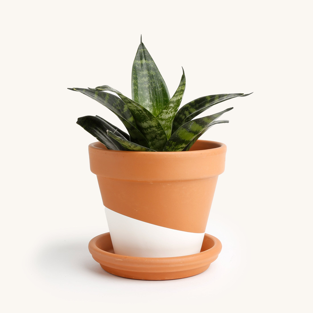 Sansevieria Snake, Dwarf