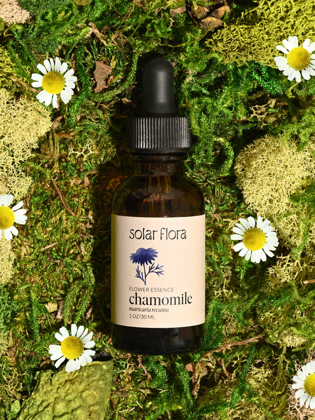 Flower Essence: Chamomile