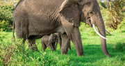 Elephant Safari Discover Tanzania 4 Days **Sustainable Approach to Travel