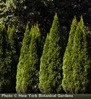 Emerald Arborvitae