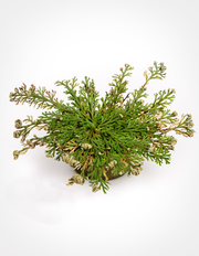 Resurrection Plant