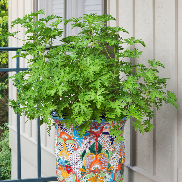 Citronella Mosquito Plant
