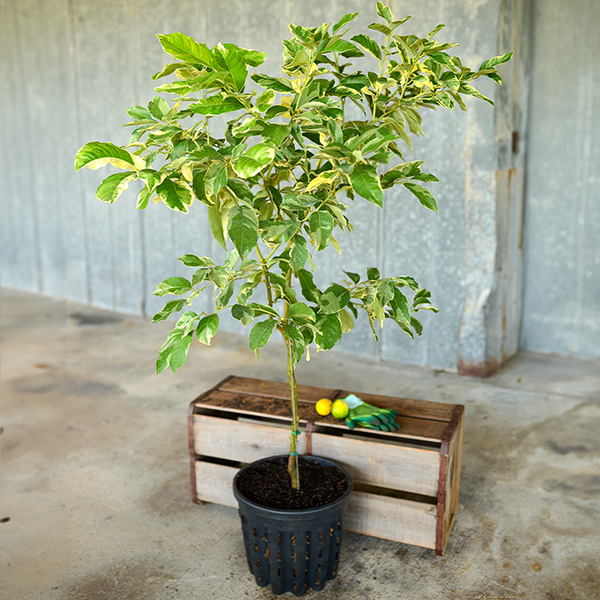 Pink Variegated Lemon Tree