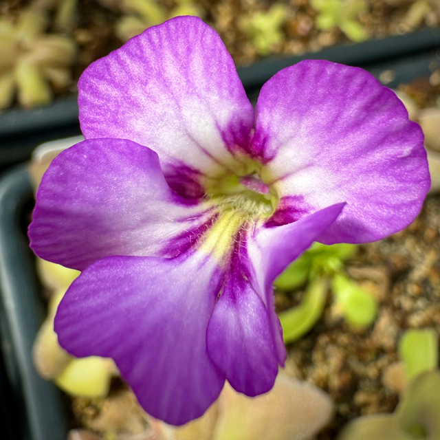 Pinguicula x ”Mehitable” BARE ROOT