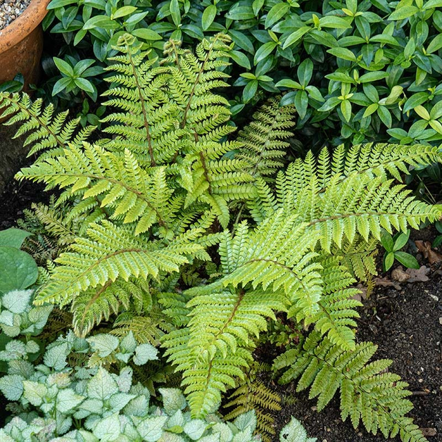 Tassel Fern