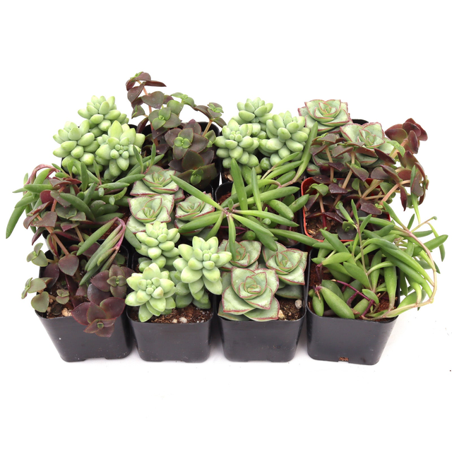 'Trailing' Succulent Pack