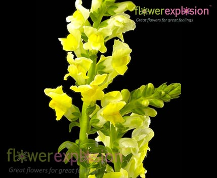 Yellow Snapdragons