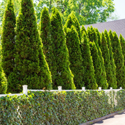 Emerald Green Arborvitae - 10 Pack