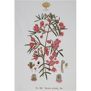 Royal Botanic Garden Tea Towel - Boronia