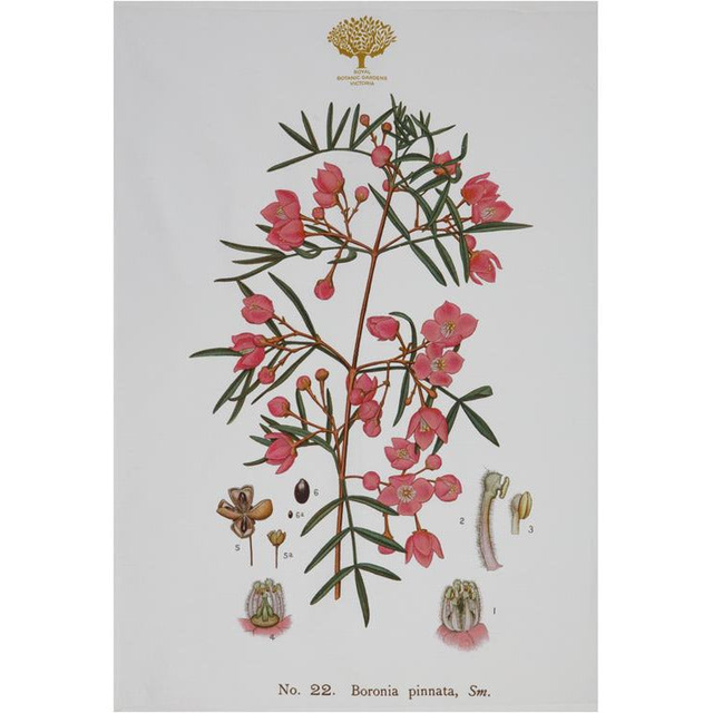 Royal Botanic Garden Tea Towel - Boronia