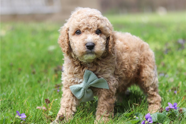 Escobar | Puppies For Sale at Pawrade