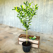 Kaffir Lime Tree