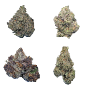 Indoor THCa Flower Sample Pack - CBD Hemp Direct