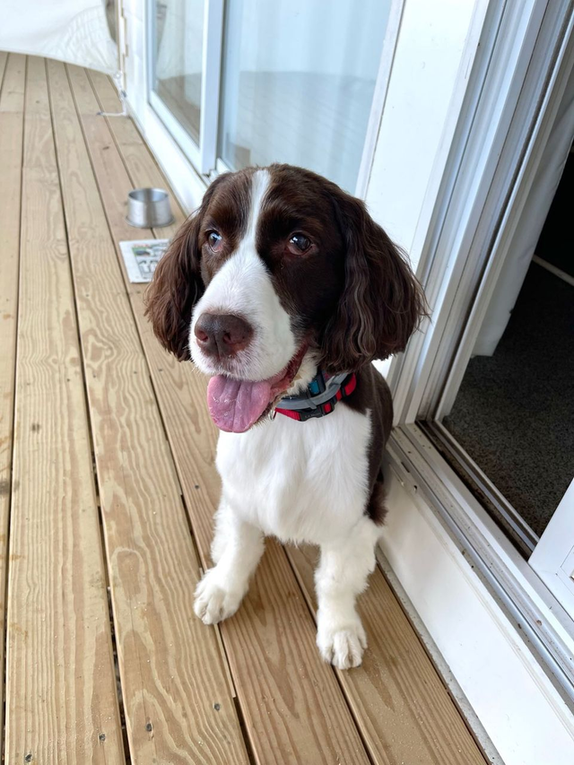 Dog walking services in Newark, NJ