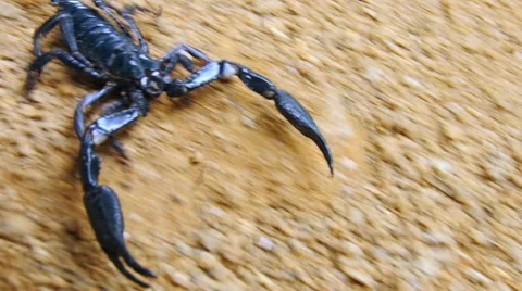 Scorpion running on ground