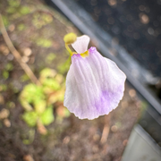 Utricularia livida Potted