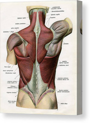 Muscles Of The Human Back #1 Canvas Print