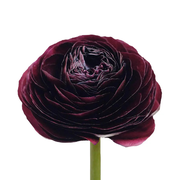 Ranunculus Burgundy 35cm - 100 Stem Box