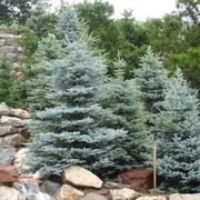 Baby Blue Spruce