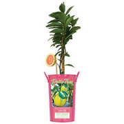 Van Zyverden 5 in. Citrus Pink Variegated Lemon Tree at Tractor Supply Co.