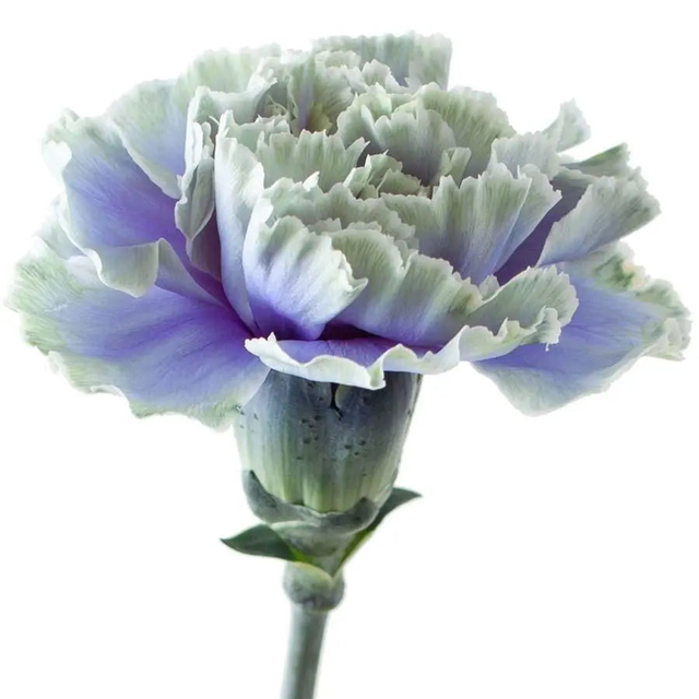 Carnation Painted Purple Fresh - 40 Stem Bunch