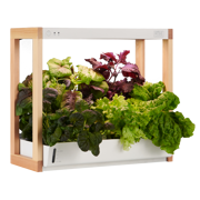 Personal Rise Garden