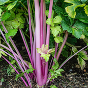 Chinese Pink Celery (Organic 60-80 Days)