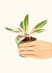 Stromanthe 'Triostar', Small