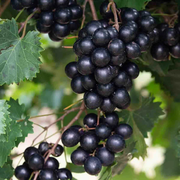 Oh Yes!™ Black Muscadine