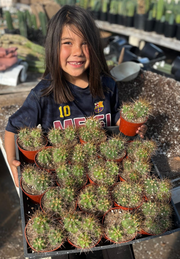 #EC222 EXACT Trichocereus Cactus Cluster in 4” container