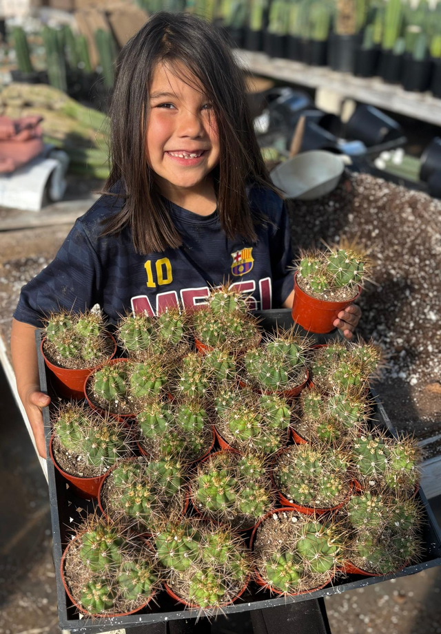 #EC222 EXACT Trichocereus Cactus Cluster in 4” container