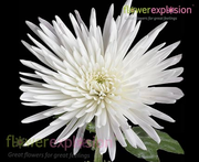 Spider Anastasia White