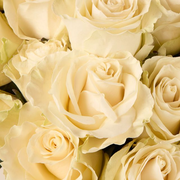 Glow-in-the-Dark Roses