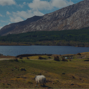 Faux Fur Boot Liners - Lynx