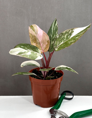 Philodendron Pink Princess Marble