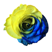 Yellow and Blue Ukraine Flag Tinted Roses
