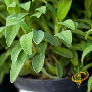 Sage - Broadleaf