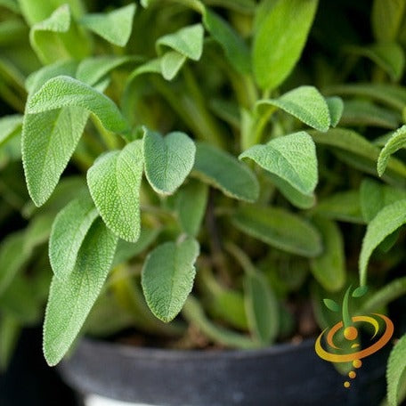 Sage - Broadleaf