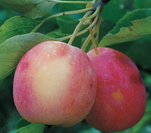 Centennial Crabapple