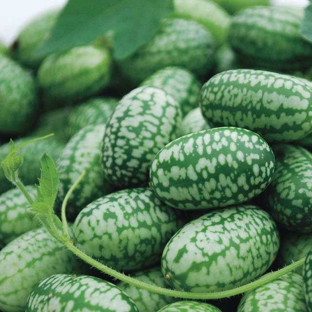 Cucamelon Mexican Sour Gherkin Seeds 