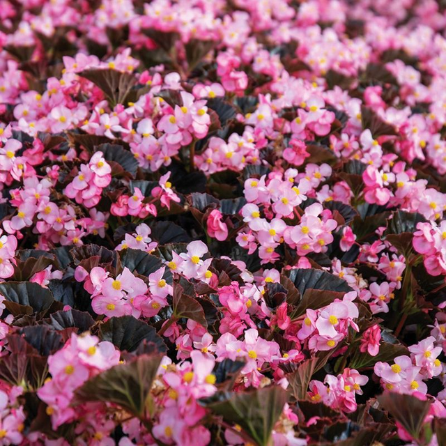 Begonia Stonehedge Light Pink Bronze Leaf F1 Seed