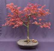 Japanese Red Maple Bonsai Tree(Acer Palmautm ‘Shin-Deshojo’)
