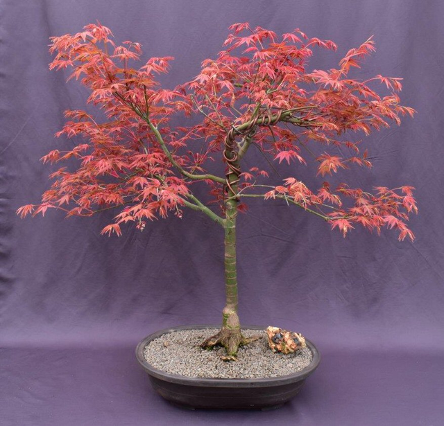 Japanese Red Maple Bonsai Tree(Acer Palmautm ‘Shin-Deshojo’)