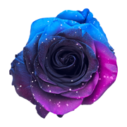 Starry Galaxy Roses