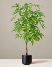 Money Tree Plant
