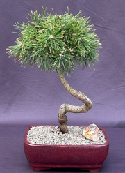 Twisty Mugo Pine Bonsai Tree(pinus mugo 'twisty')