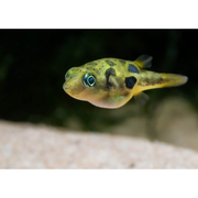 Dwarf Puffer
