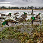 Fully Flocked Mallard Silhouettes